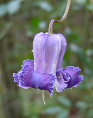 image of Clematis crispa, Southern Leatherflower, Marsh Clematis, Swamp Leatherflower, Blue Jasmine