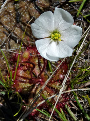 image of Drosera brevifolia, Dwarf Sundew, Early Sundew