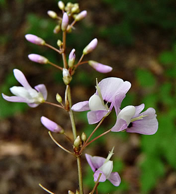 Hylodesmum nudiflorum, Naked Tick-trefoil, Naked-flowered Tick Trefoil, Woodland Tick-trefoil