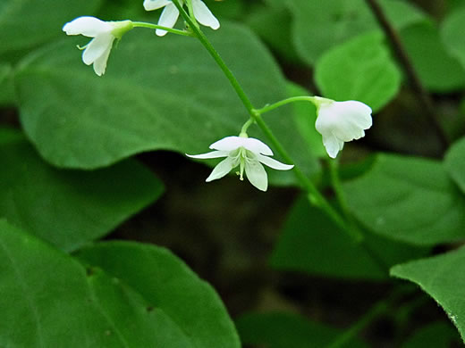 Hylodesmum pauciflorum, Fewflower Tick-trefoil