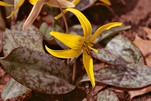 image of Erythronium americanum ssp. harperi, Harper's Trout Lily