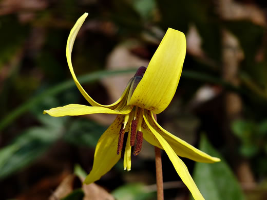 image of Erythronium americanum ssp. harperi, Harper's Trout Lily