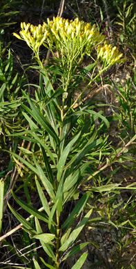 image of Euthamia leptocephala, Narrowhead Goldentop, Mississippi Valley Flat-topped Goldenrod