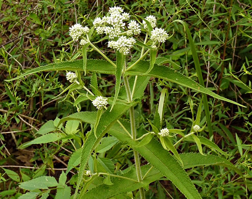 image of Eupatorium perfoliatum, Boneset