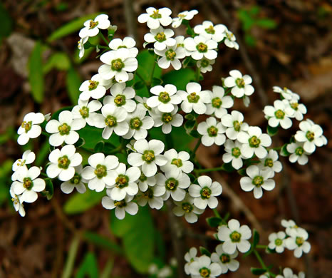 Eastern Flowering Spurge