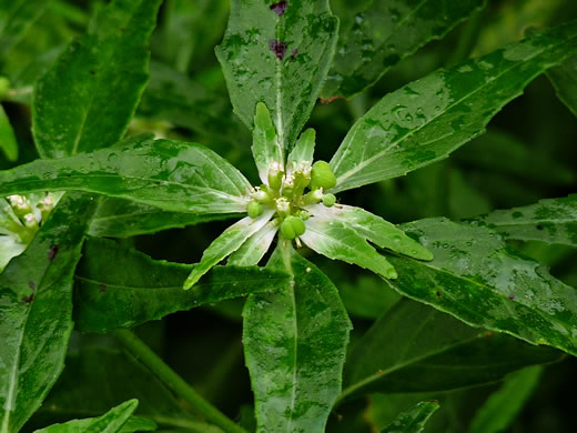 image of Euphorbia dentata, Toothed Spurge, Green Poinsettia, Wild Poinsettia, Painted Leaf