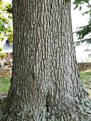 image of Gymnocladus dioicus, Kentucky Coffeetree, Kentucky Mahogany