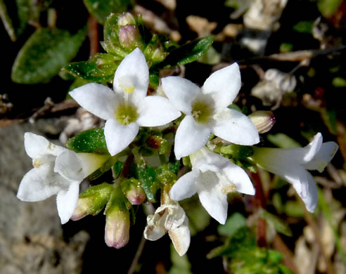 image of Houstonia canadensis, Canada Bluet