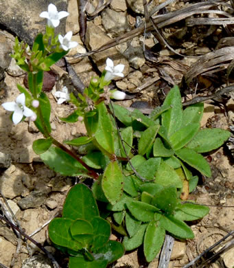 image of Houstonia canadensis, Canada Bluet