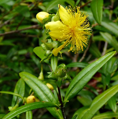 image of Hypericum densiflorum, Mountain Bushy St. Johnswort, Dense-flowered St. Johnswort