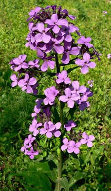 Hesperis matronalis, Dame's Rocket