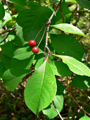 image of Ilex longipes, Georgia Holly, Chapman's Holly