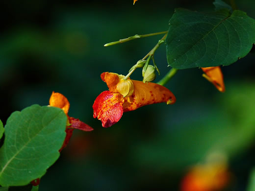image of Impatiens capensis, Spotted Jewelweed, Spotted Touch-me-not, Orange Jewelweed, Orange Touch-me-not