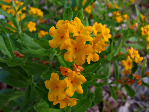 image of Lithospermum canescens, Hoary Puccoon, Indian-paint