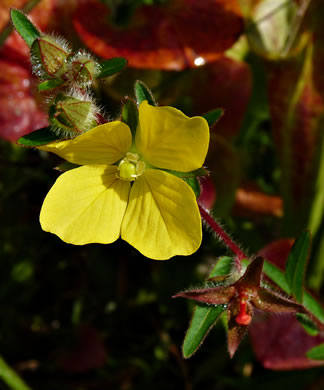 image of Ludwigia hirtella, Rafinesque's Seedbox, Spindleroot, Hairy Seedbox