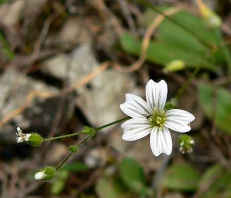 image of Sabulina patula, Lime-barren Sandwort, Glade Sandwort