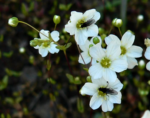 image of Geocarpon uniflorum, Piedmont Sandwort, One-flower Sandwort