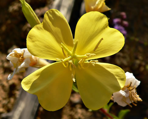 image of Oenothera biennis, Common Evening-primrose