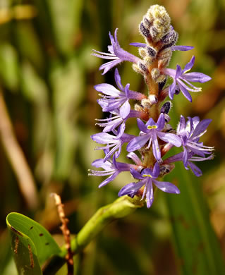 Pontederia cordata var. lancifolia, Lanceleaf Pickerelweed