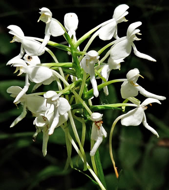 image of Platanthera integrilabia, Monkey-face Orchid, White Fringeless Orchid