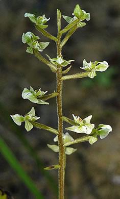 image of Ponthieva racemosa, Shadow Witch, Ponthieu's Orchid, Shadow-witch Orchid