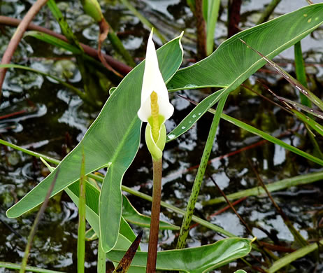 Peltandra sagittifolia, White Arrow-arum, White Arum, Spoonflower