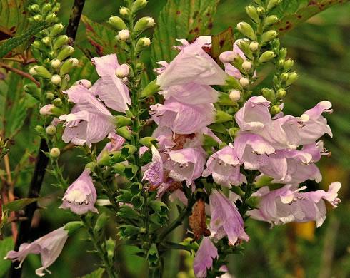 image of Physostegia virginiana ssp. praemorsa, Southern Obedient-plant