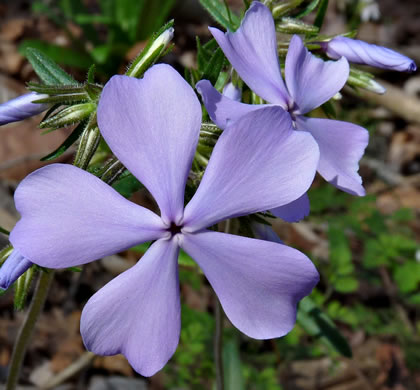 image of Phlox divaricata var. divaricata, Eastern Blue Phlox, Timber Phlox, Blue Woodland Phlox, Wild Blue Phlox