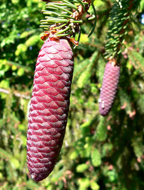 Picea abies, Norway Spruce