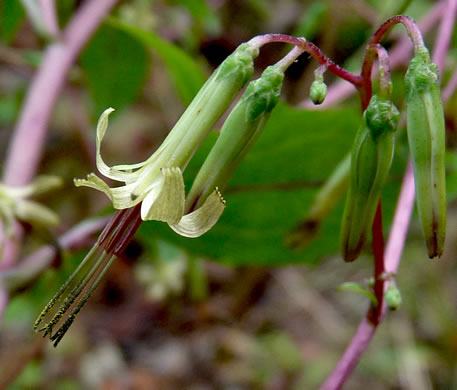 image of Nabalus altissimus, Tall Rattlesnake-root, Tall White Lettuce