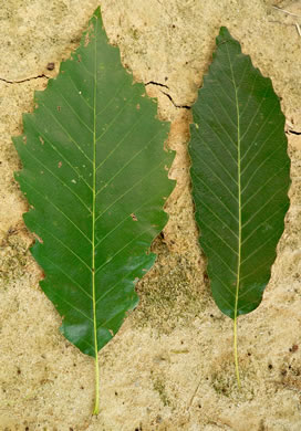 image of Quercus muehlenbergii, Chinquapin Oak, Yellow Chestnut Oak, Yellow Oak
