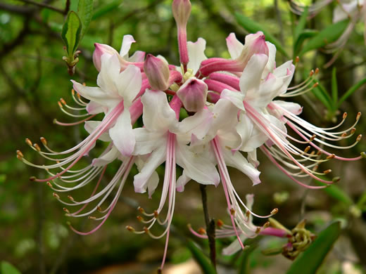 image of Rhododendron canescens, Piedmont Azalea, Southern Pinxter Azalea, Hoary Azalea