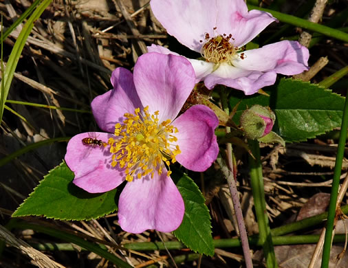 image of Rosa setigera, Ozark Rose, Climbing Prairie Rose