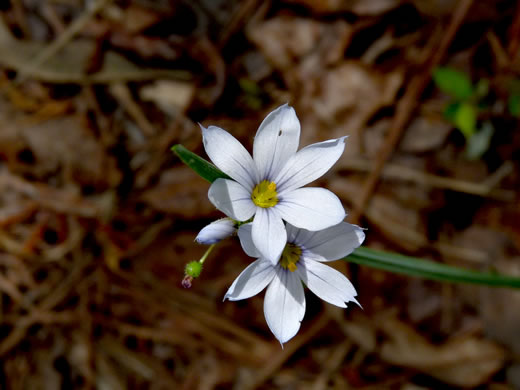 image of Sisyrinchium albidum, Pale Blue-eyed-grass, White Blue-eyed-grass