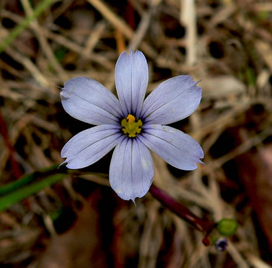 image of Sisyrinchium atlanticum, Atlantic Blue-eyed-grass, Eastern Blue-eyed-grass