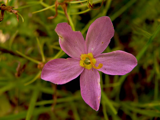 image of Sabatia grandiflora, Largeflower Rose-gentian