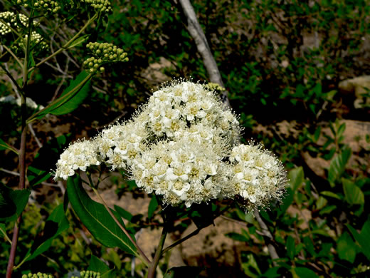 image of Spiraea virginiana, Virginia Spiraea, Appalachian Spiraea, Virginia Meadowsweet