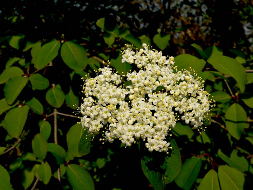 image of Viburnum prunifolium, Blackhaw, Nannyberry