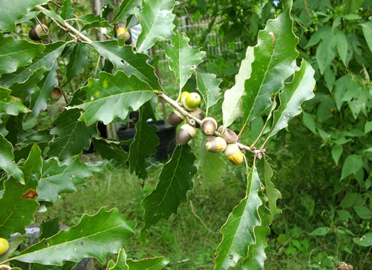 Quercus prinoides, Dwarf Chinquapin Oak