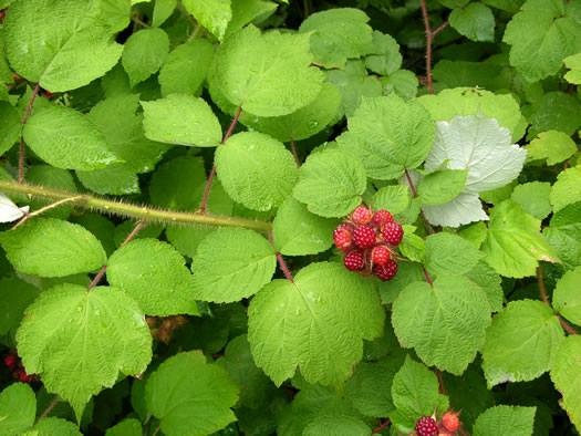 image of Rubus phoenicolasius, Wineberry, Wine Raspberry