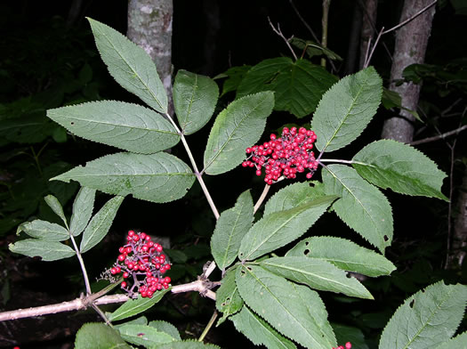 image of Sambucus racemosa var. pubens, Red Elderberry, Red-berried Elder, Eastern Red Elderberry