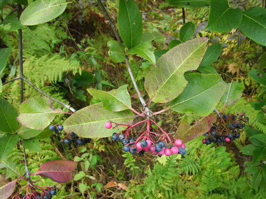 image of Viburnum cassinoides, Northern Wild Raisin, Withe-rod, Shonny Haw, Shawnee Haw