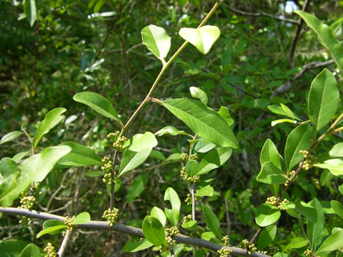 image of Sideroxylon thornei, Georgia Bully, Thorne's Bumelia, Swamp Bumelia