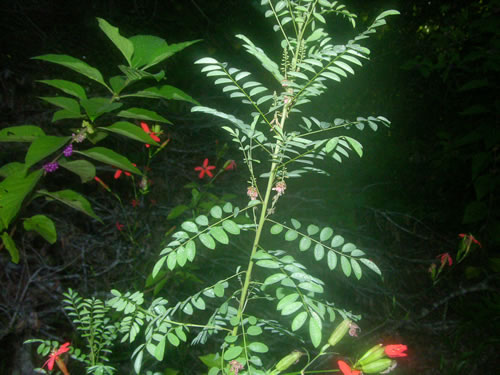 image of Indigofera suffruticosa, West Indian Indigo