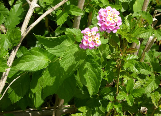 image of Lantana montevidensis, Trailing Shrub-verbena, Polecat-geranium, Trailing Lantana