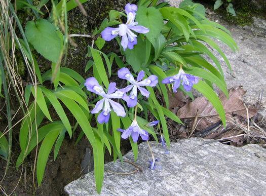 image of Iris cristata, Dwarf Crested Iris