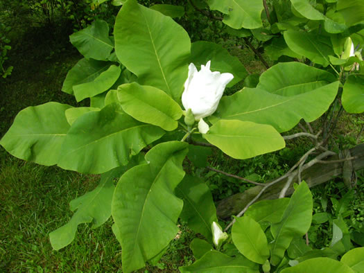image of Magnolia ashei, Ashe's Magnolia