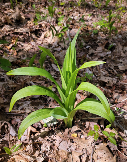 image of Melanthium hybridum, Crisped Bunchflower, Broadleaf Bunchflower, Slender Bunchflower