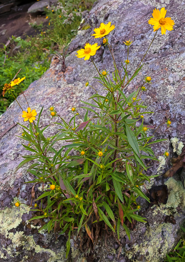 image of Coreopsis grandiflora var. grandiflora, Large-flowered Coreopsis, Largeflower Tickseed