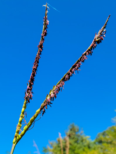 image of Tripsacum dactyloides var. dactyloides, Gama Grass, Eastern Gamagrass